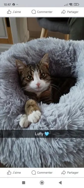 chat lost   61250 Damigny Luffy