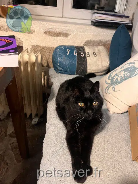 chat lost   61230 Saint-Evroult-de-Montfort Midi