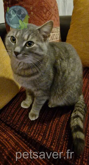 chat lost   61150 Vieux-Pont Mimoune