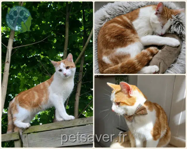 chat perdu 61000 Alençon Mouss chat lost 61000 Alençon Mouss