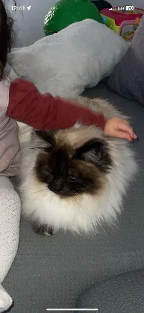 chat lost   61200 Argentan Oreo