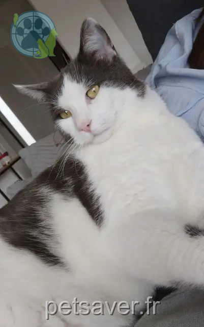 cat lost 61420 Saint-Denis-sur-Sarthon Oréo cat lost 61420 Saint-Denis-sur-Sarthon Oréo