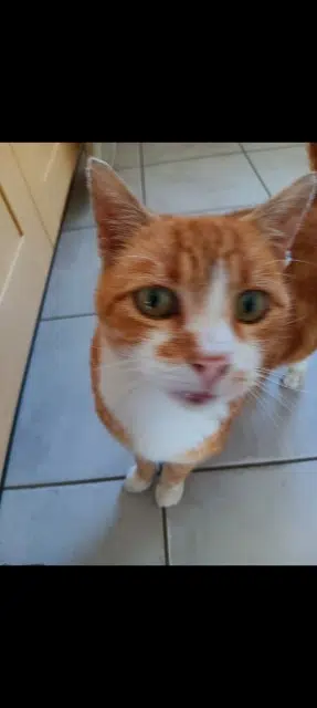 chat lost   61100 Caligny Pousco