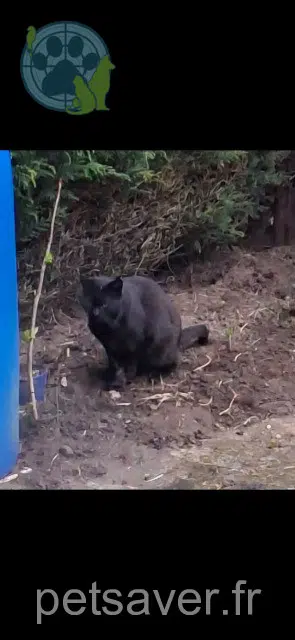 chat lost   61210 Putanges-le-Lac Eclair