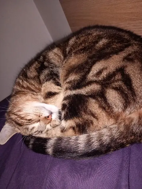 chat lost   61210 Putanges-le-Lac Iron