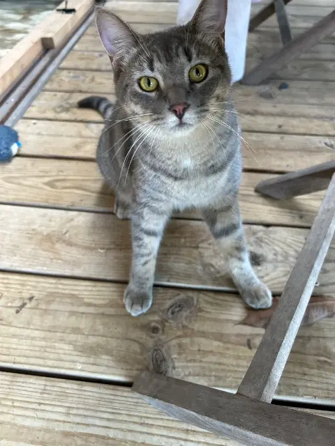 chat lost   61000 Alençon Raoul
