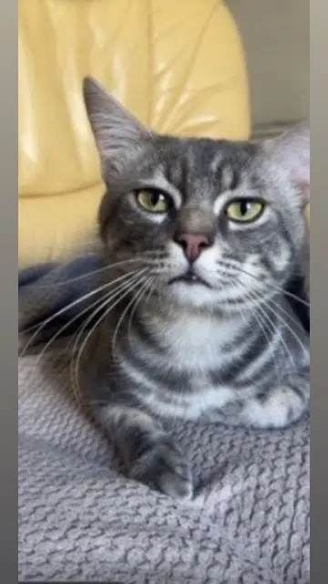 chat lost   61410 Rives-d'Andaine Newt