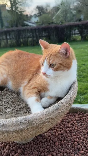 chat lost   61410 Rives-d'Andaine Tino