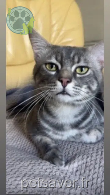 chat lost   61410 Rives-d'Andaine Newt