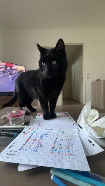 chat lost   61110 Sablons sur Huisne Balou