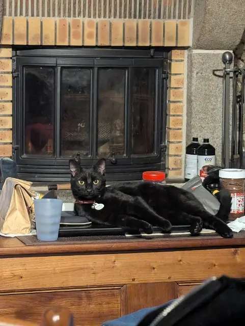 chat lost   61220 La Coulonche Salem