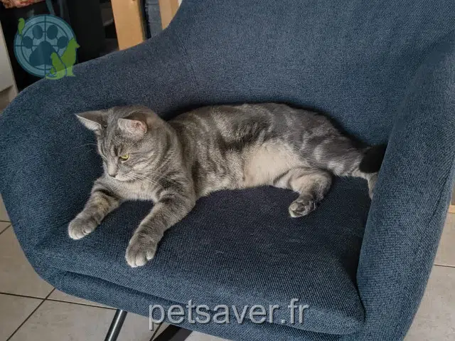 chat perdu 61210 Neuvy-au-Houlme Scylla chat lost 61210 Neuvy-au-Houlme Scylla