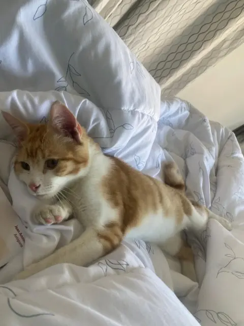 chat lost   61000 Alençon Simba