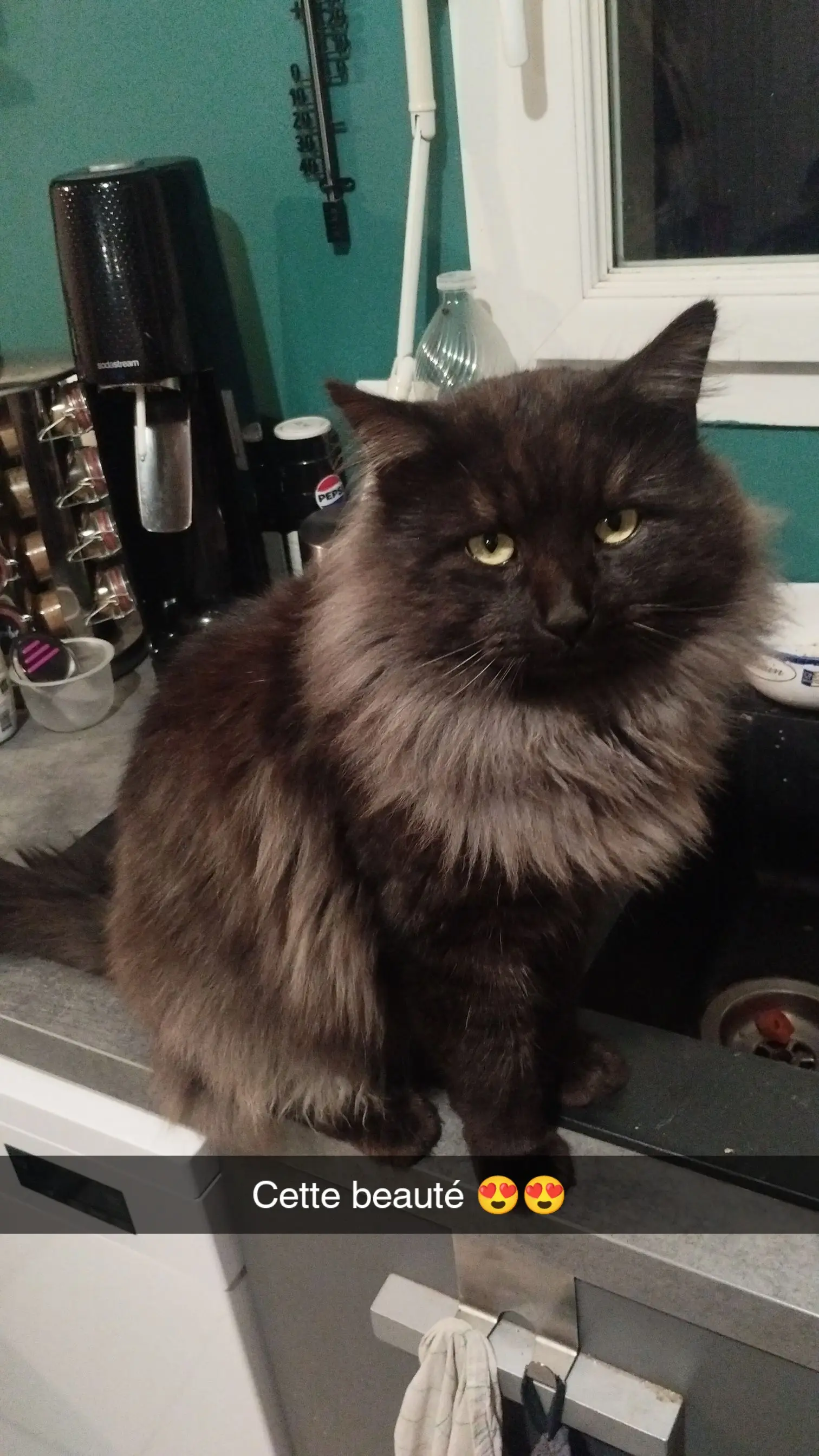 chat lost   61500 Sées Thanatos