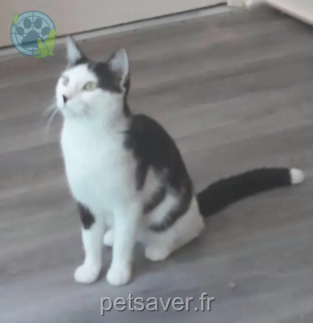 cat lost 61100 Flers Titi cat lost 61100 Flers Titi
