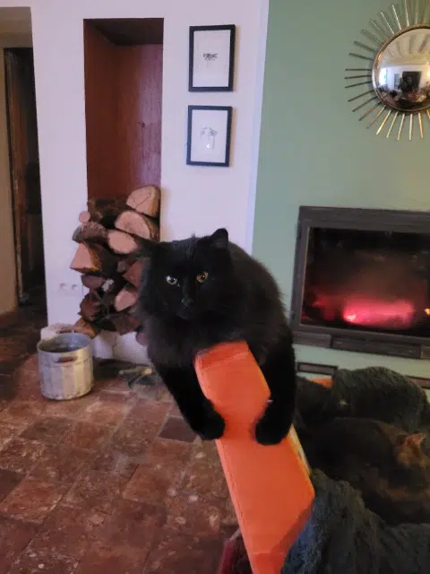 chat lost   61190 Tourouvre au Perche Lulu