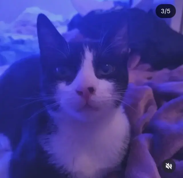 chat lost   61200 Argentan Virgule