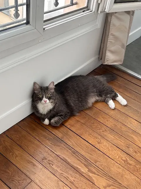 chat lost    Écouché-les-Vallées Mozart