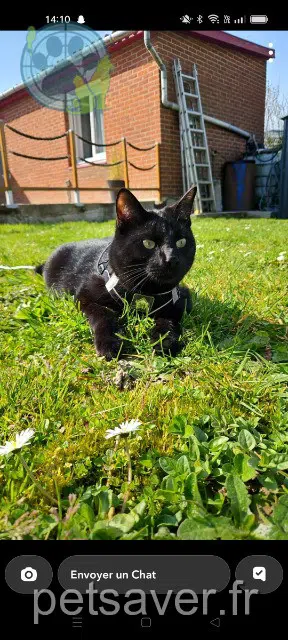 chat lost   62940 Haillicourt Alvin