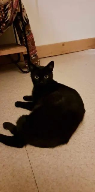 chat lost   62000 Arras Kroute