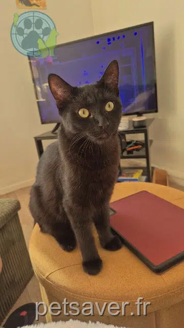 chat lost   62000 Arras Neko