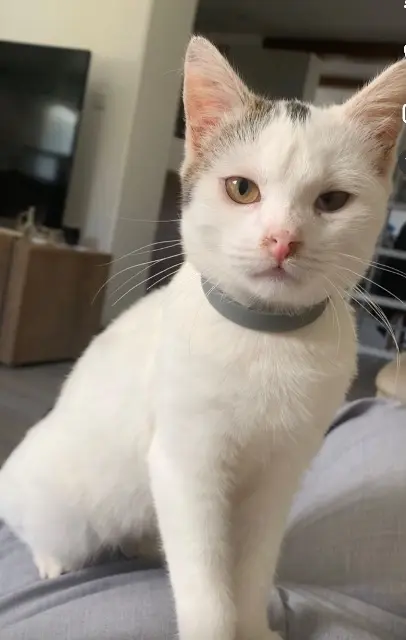 chat lost   62000 Arras Olivier