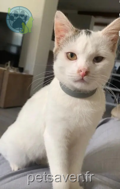 chat perdu 62000 Arras Olivier chat lost 62000 Arras Olivier