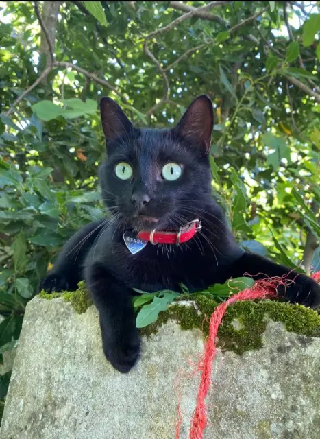 chat lost   62000 Arras Opale