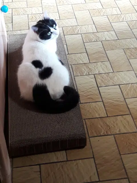 chat lost   62000 Arras Roméo