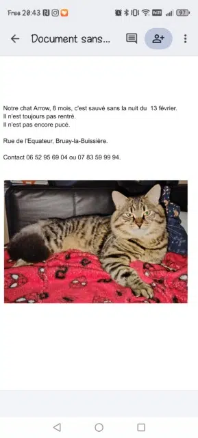 chat lost   62700 Bruay-la-Buissière Arrrow