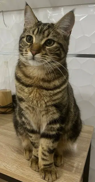 chat lost   62110 Hénin-Beaumont Aston