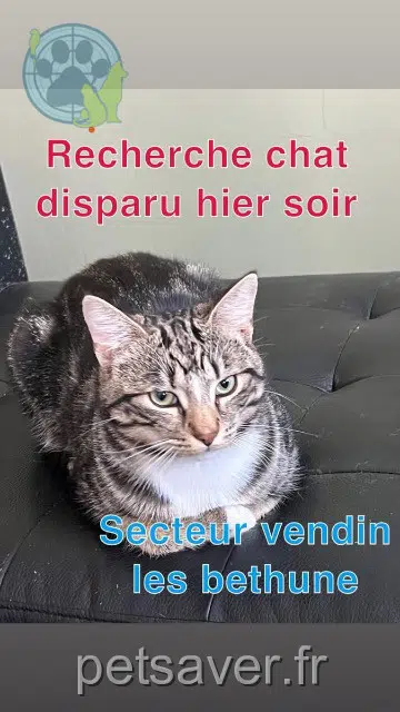 gato lost   62232 Vendin-lès-Béthune Atchum
