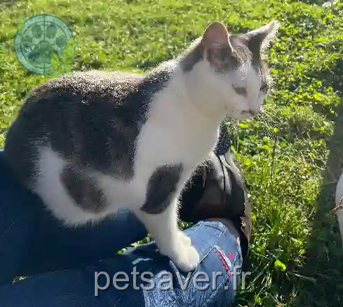 Chat Perdu 62 Pas-de-Calais Chat Perdu 62 Pas-de-Calais
