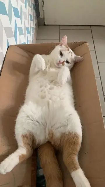 chat lost   62790 Leforest Balou