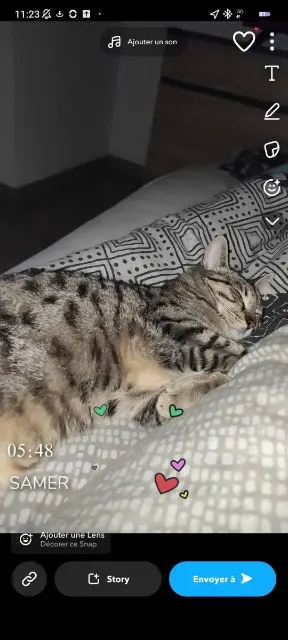 chat lost   62830 Samer Balou