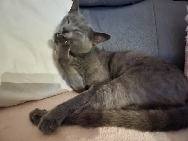 chat lost   62720 Rinxent Balou