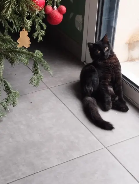 chat lost   62680 Méricourt Batman