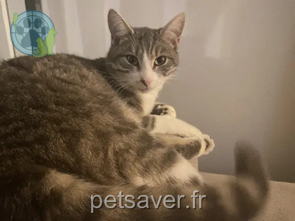 Chat Perdu 62 Pas-de-Calais - Bellot Chat Perdu 62 Pas-de-Calais - Bellot