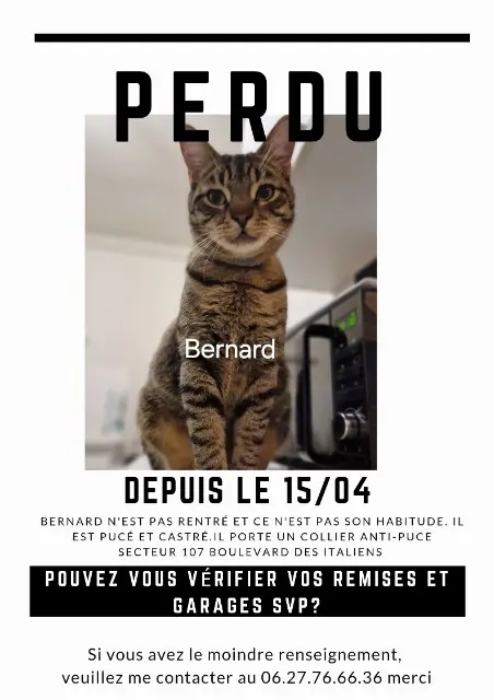 chat lost   62320 Rouvroy Bernard