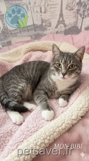 gato perdido 62134 Lisbourg Bibi gato lost 62134 Lisbourg Bibi