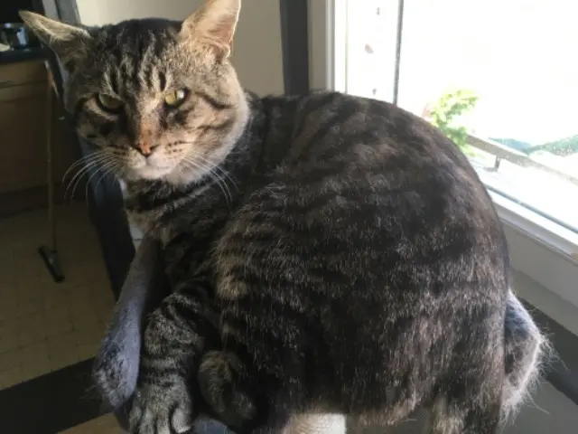 chat lost   62730 Les Attaques Booba