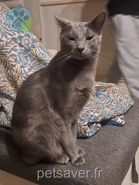 chat lost   62200 Boulogne-sur-Mer Junior
