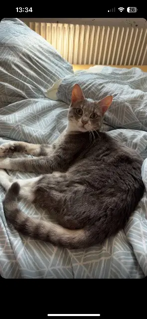 chat lost   62219 Longuenesse Bounty