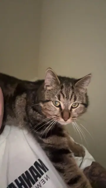 chat lost   62110 Hénin-Beaumont Buck