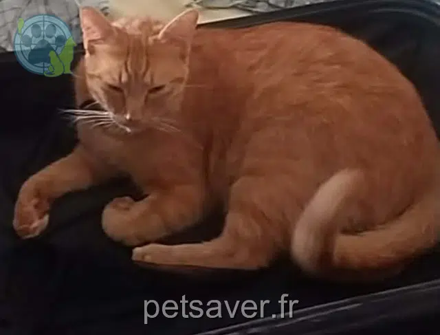 gatto lost   62100 Calais Charly