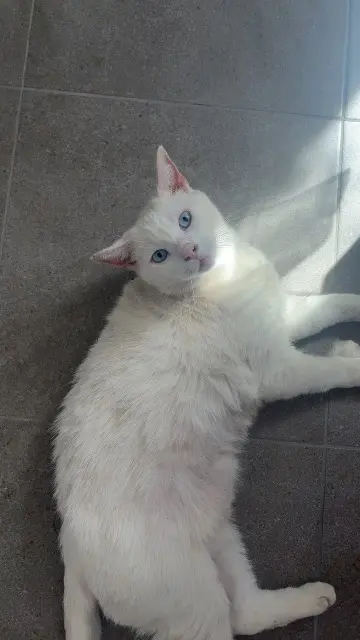chat lost   62620 Barlin Calin