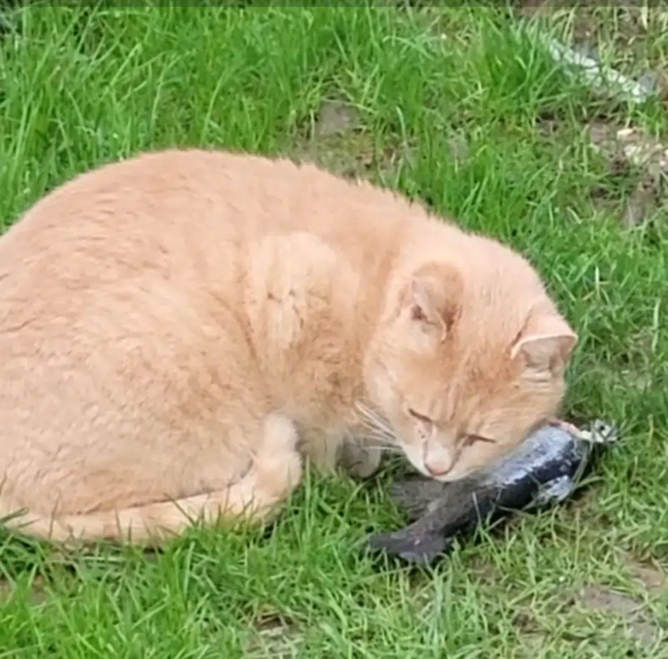 chat lost   62610 Landrethun-lès-Ardres Caramel