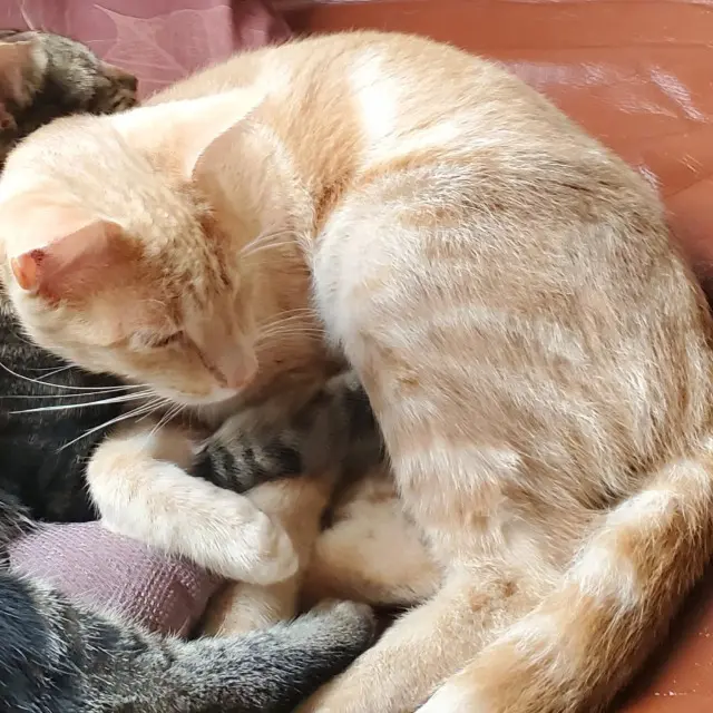 chat lost   62690 Izel-lès-Hameau Caramel