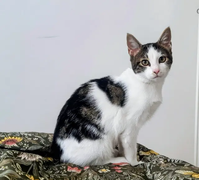 chat lost   62830 Samer Carpeaux