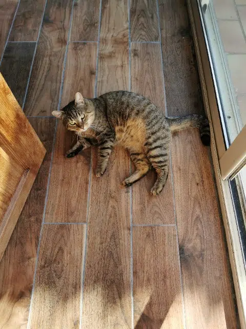 chat lost   62138 Billy-Berclau Charlie